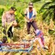 Polrestabes Bandung Perkuat Ketahanan Pangan Nasional melalui Panen Jagung Bersama Masyarakat
