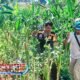 Bhabinkamtibmas Bandung Kulon Turun ke Sawah, Panen Jagung Bersama Warga Demi Perkuat Ketahanan Pangan Nasional
