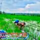 Babinsa Gemolong Terjun ke Sawah Berantas Gulma, Selamatkan Panen Padi dan Perkuat Ketahanan Pangan di Sragen
