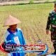 Babinsa Potronayan Suntik Semangat Petani di Tengah Kemarau, Yakin Panen MT III Melimpah Berkat Harga Gabah yang Menggiurkan