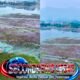 Bunga Teratai di Situ Bagendit Garut Mulai Mengering, Panorama Ikonik Berubah Kecokelatan Jadi Sorotan Wisatawan