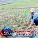 Lahan Sawah di Selaawi Garut Mulai Mengering, Ratusan Hektare Terancam Kekeringan
