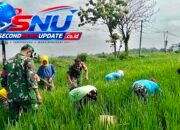 Babinsa Plupuh Turun ke Sawah, Gulma Dibabat Demi Dongkrak Hasil Panen Padi