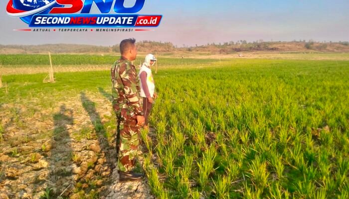 MT III Jadi Tantangan Petani, Babinsa Kedungmulyo Dampingi Perjuangan Yatmin Hadapi Krisis Air