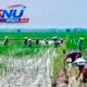 LP2B Majalengka Turun Jadi 80,86 Persen, Investasi Dibuka Tanpa Mengorbankan Lahan Pangan
