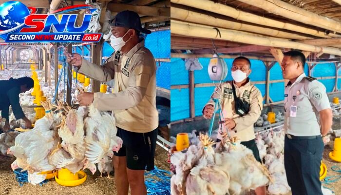 Panen Fantastis! Lapas Garut Hasilkan 17,7 Ton Ayam Pedaging, Warga Binaan Jadi Motor Ketahanan Pangan
