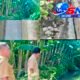 Respons Aduan Warga, Kecamatan Hamparan Perak Sidak CV Koranda Food, Begini Hasil Pantauan Saluran Air