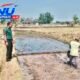 Dari Persemaian, Babinsa Ngembat Padas Kawal Harapan Petani Menuju Panen