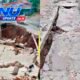 Baru Selesai Dibangun, Jalan Pamegatan–Singajaya Amblas! Proyek Rp1,8 Miliar Disorot, Kualitas Konstruksi dan Pengawasan PUPR Dipertanyakan